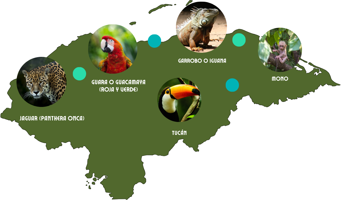 Mapa ICF Fauna
